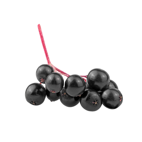 Black Elderberry