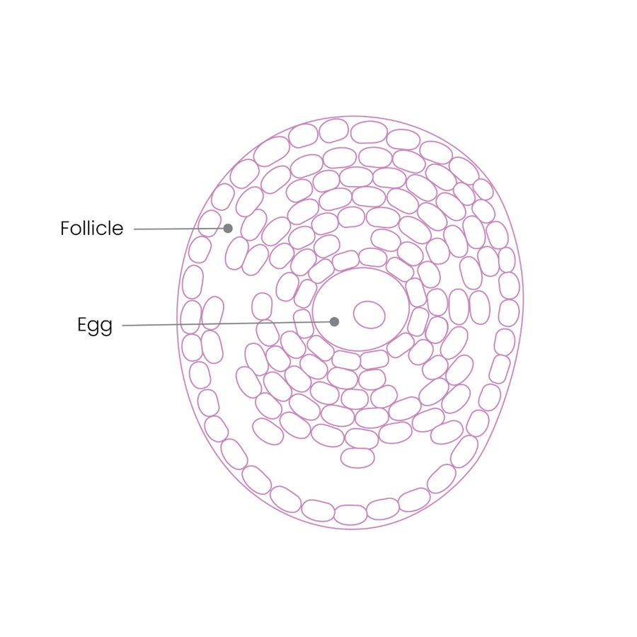 Female Fertility Proceive Female Fertility Proceive
